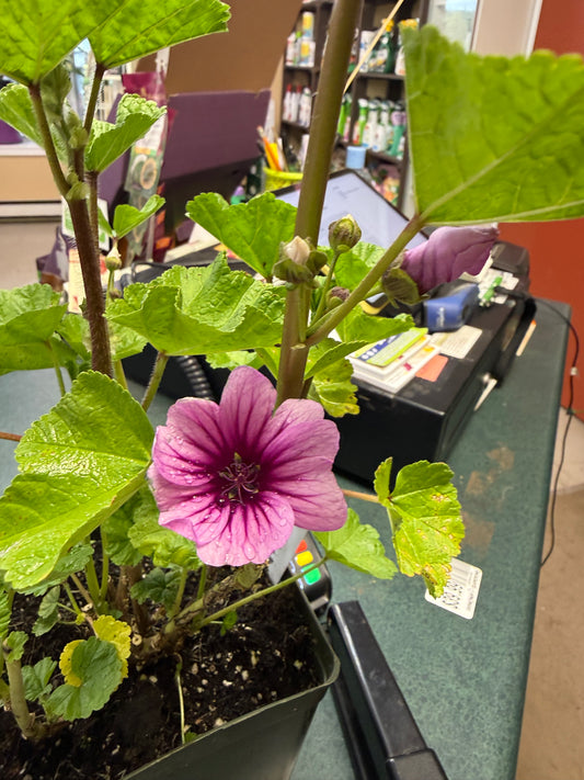 French Mallow 'Malva Zebrina'