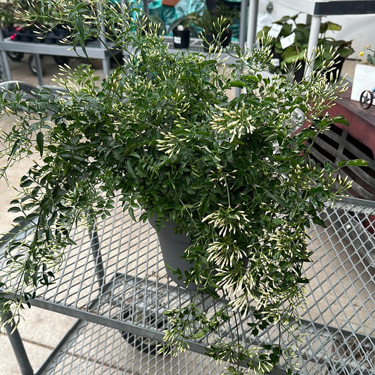 10" Pink Jasmine (Jasminum Polyanthum)