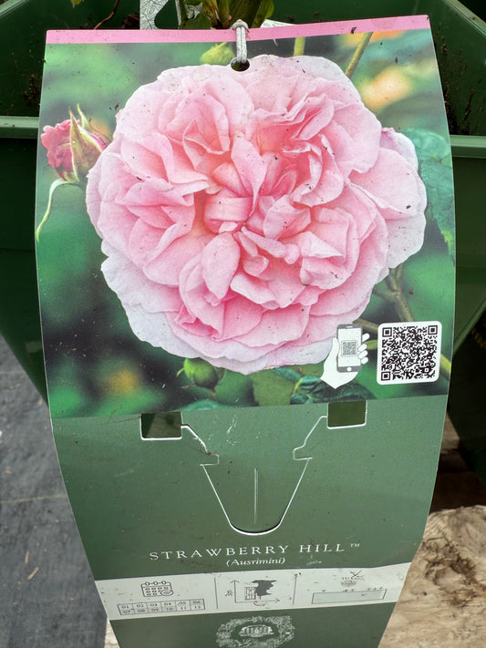 David Austin Rose 'Strawberry Hill'