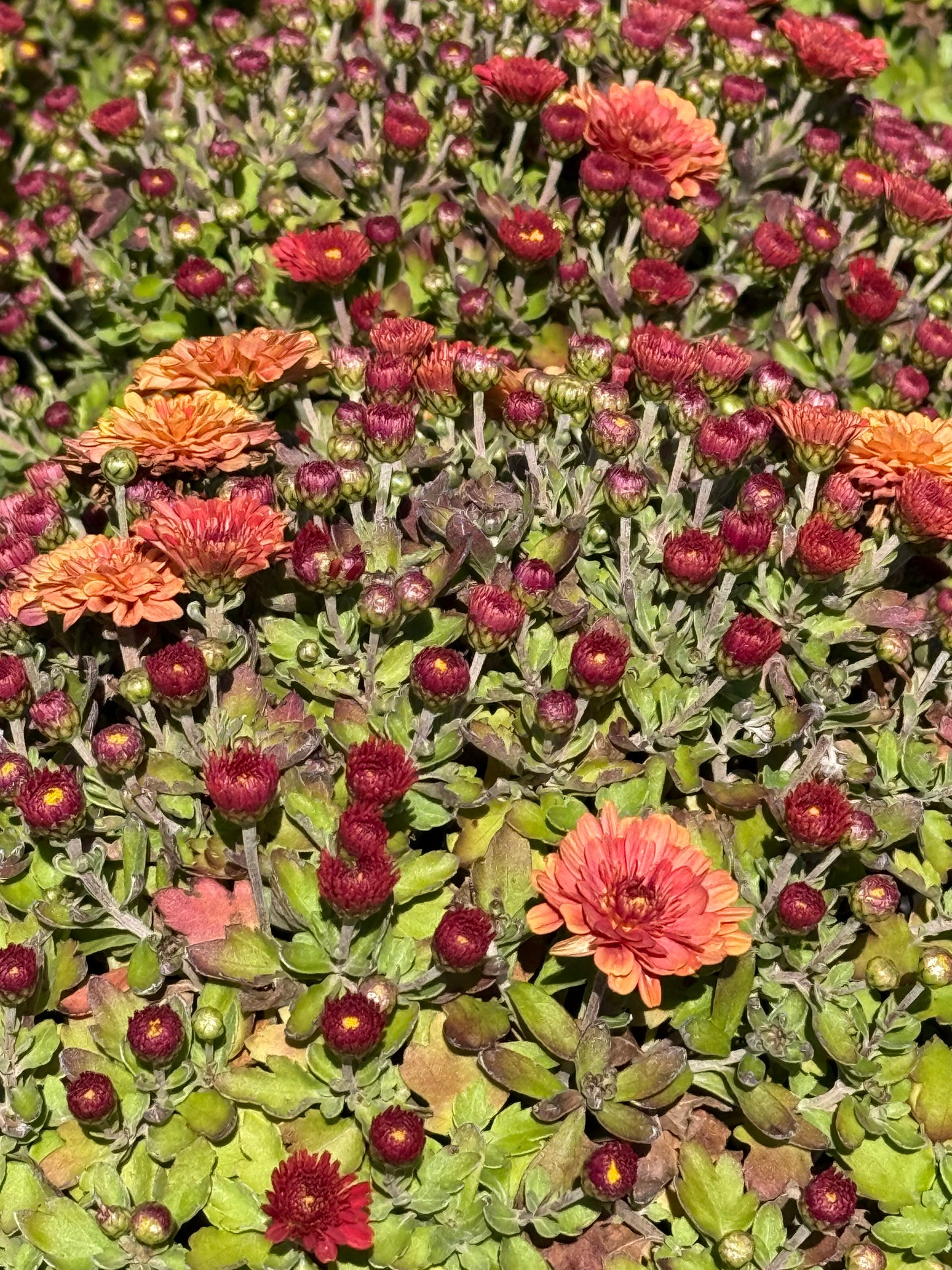 6" Fall Mums