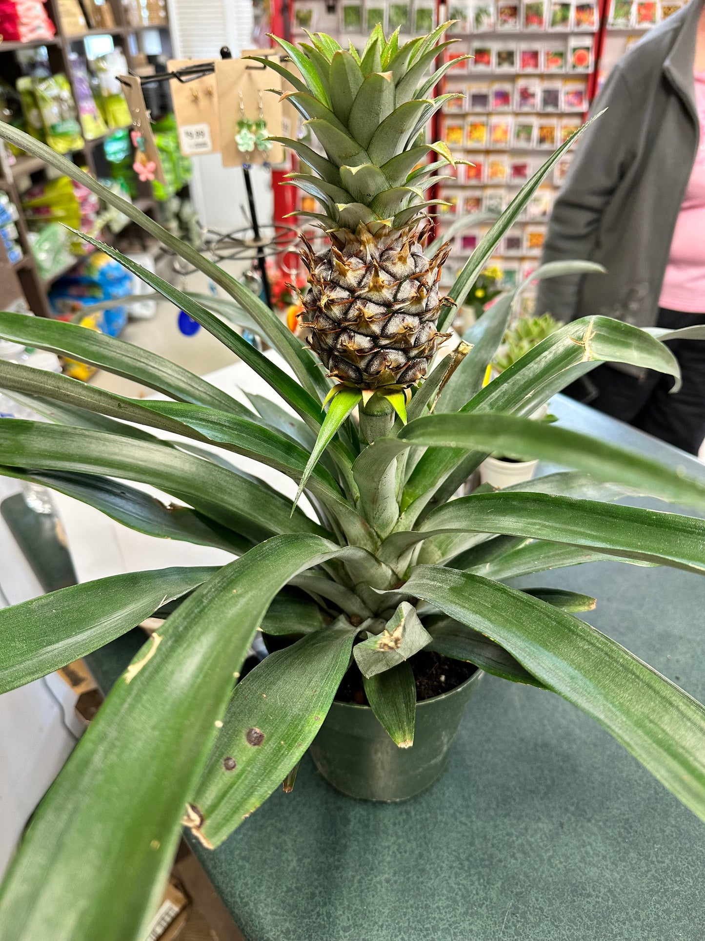 6" Pineapple Plant