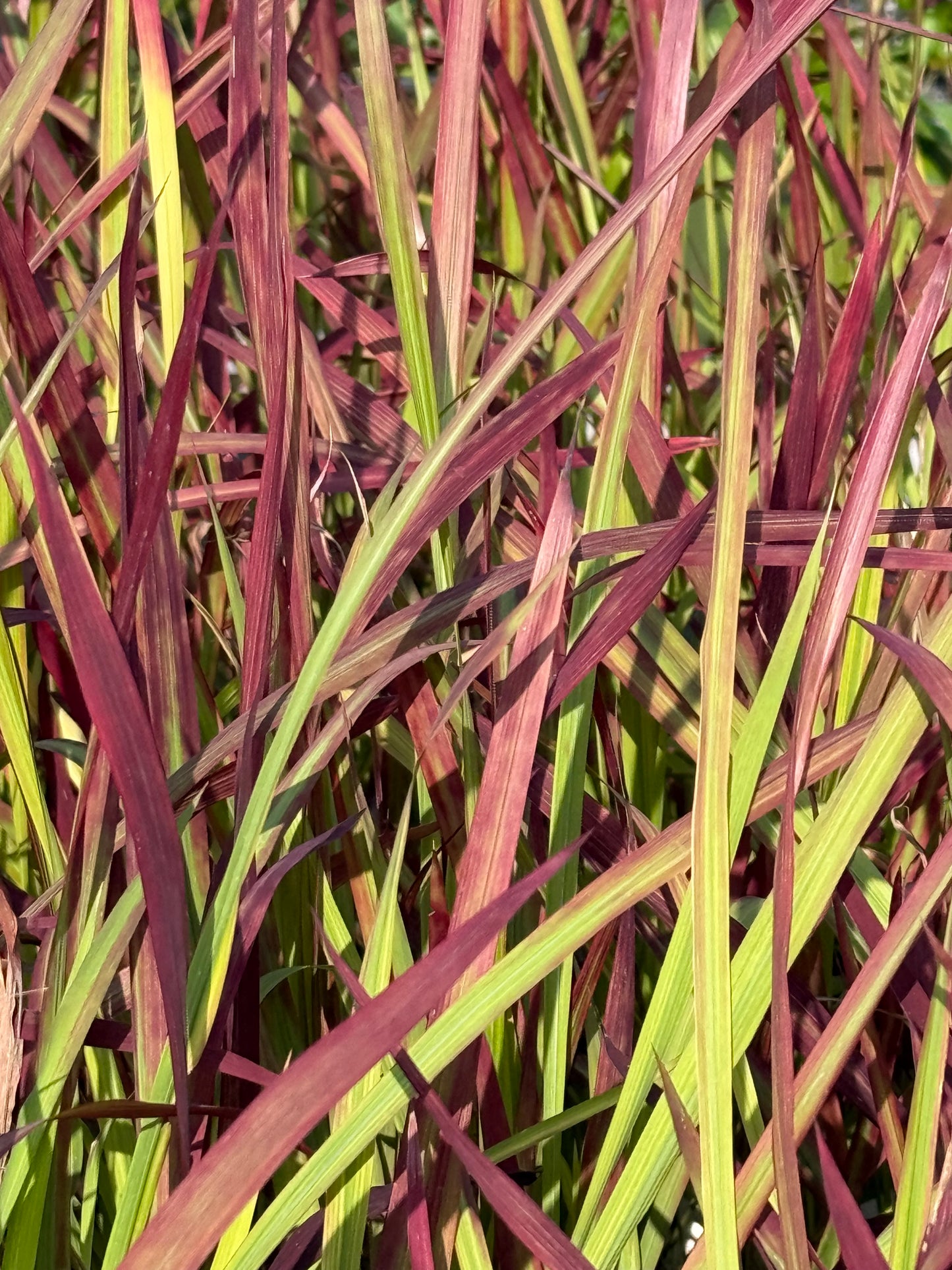 Japanese Blood Grass - Red Baron
