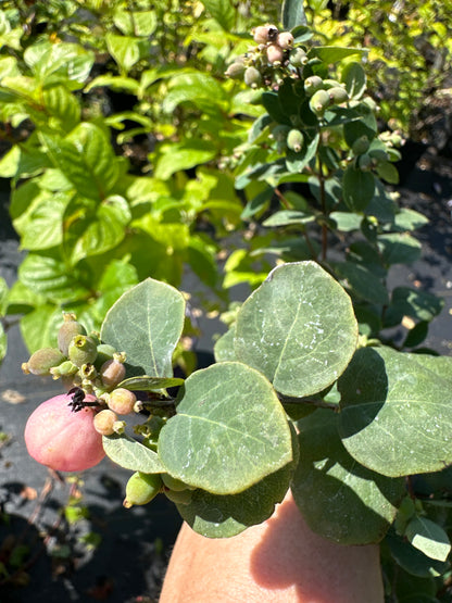 Symphoricarpos 'Proud Berry'  Proven Winner