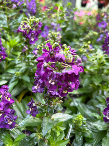 4" Angelonia