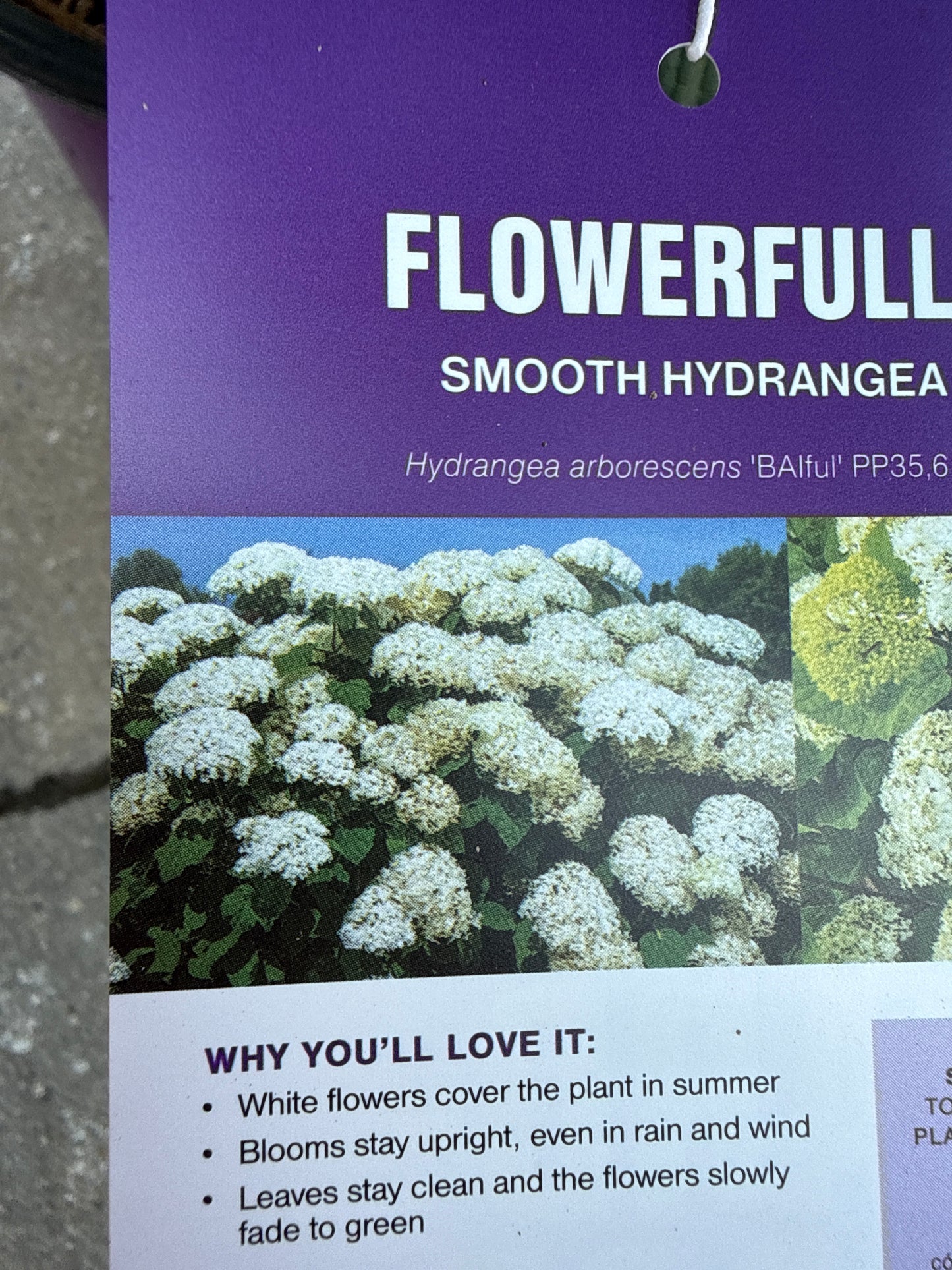 Flowerfull Hydrangea