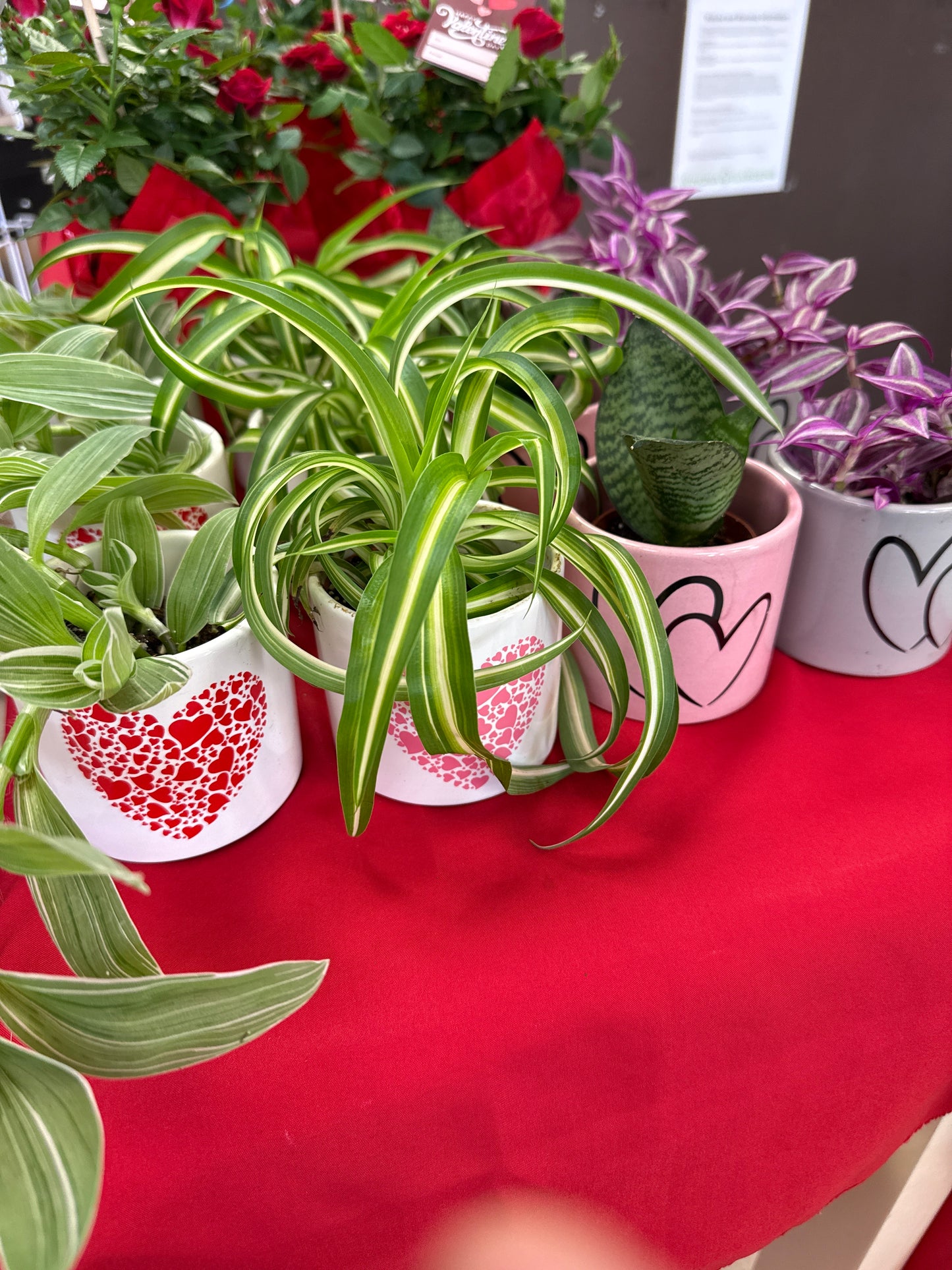 2.5” Ceramic Heart Pot with Tropical Plant