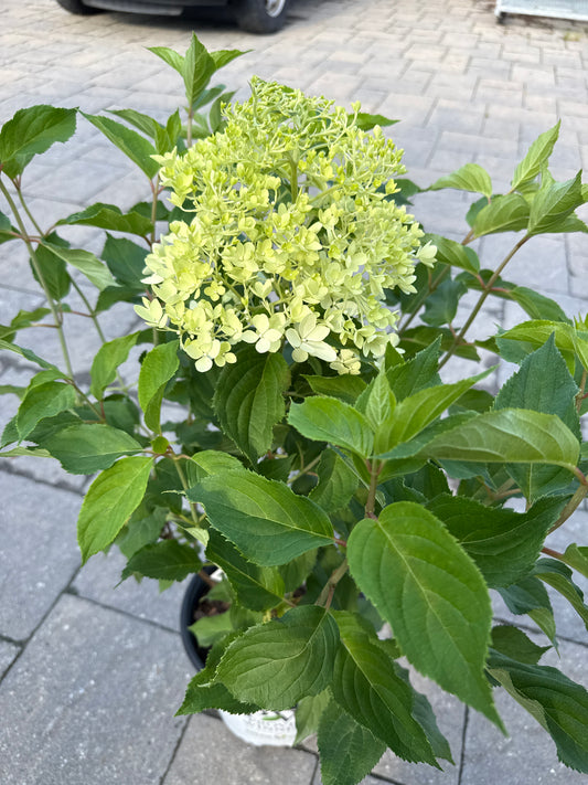 Puffer Fish Hydrangea