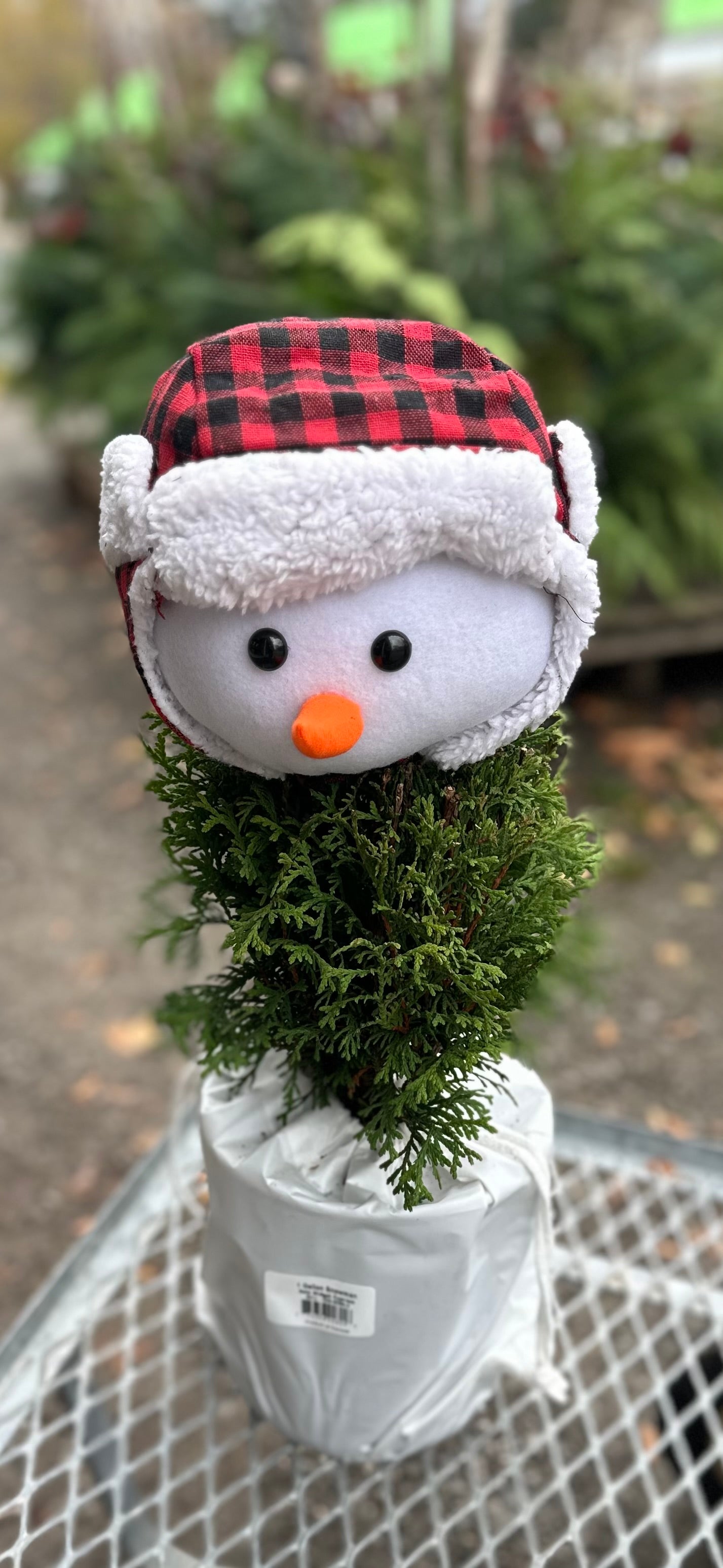 1 Gal Snowman Cypress