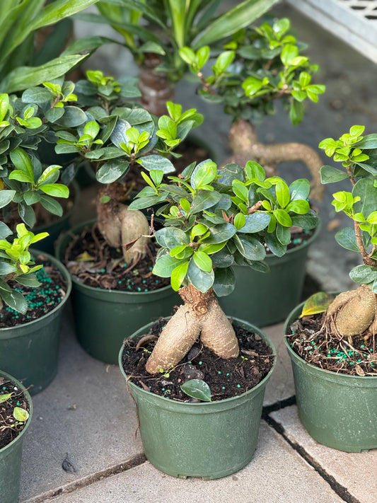 6" Ficus Ginseng Bonsai