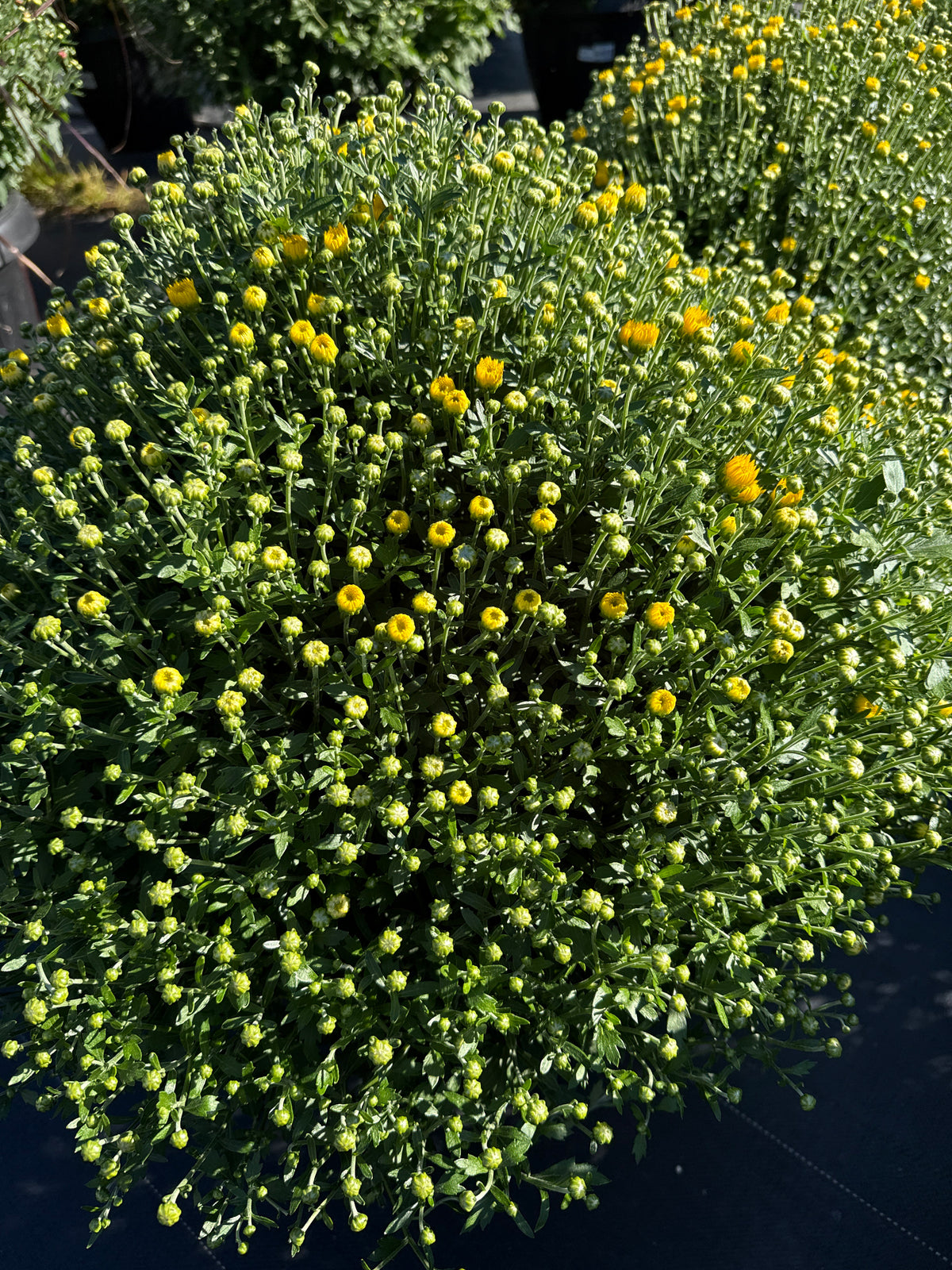 14" Mums - Solid Colours