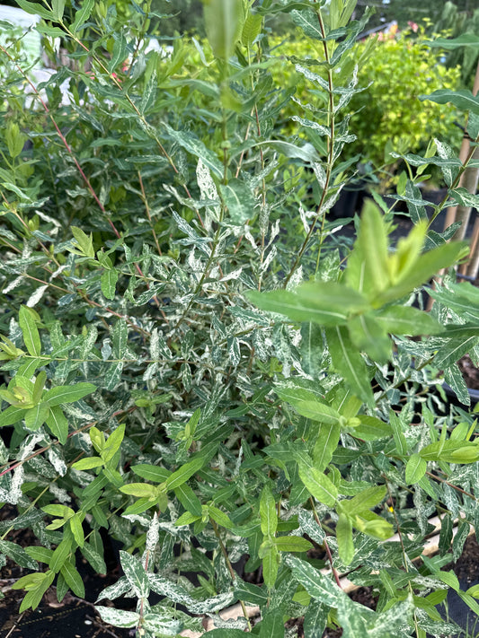 Variegated Japanese Willow