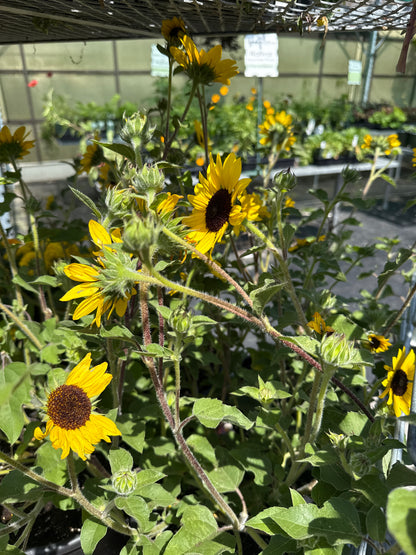 10" One Variety Summer Planters
