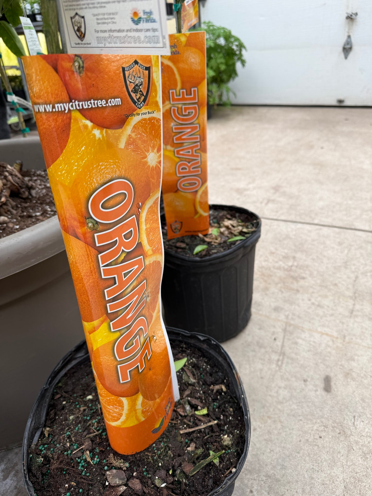 12" Citrus, Blood Orange