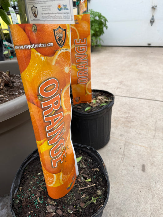 12" Citrus, Blood Orange