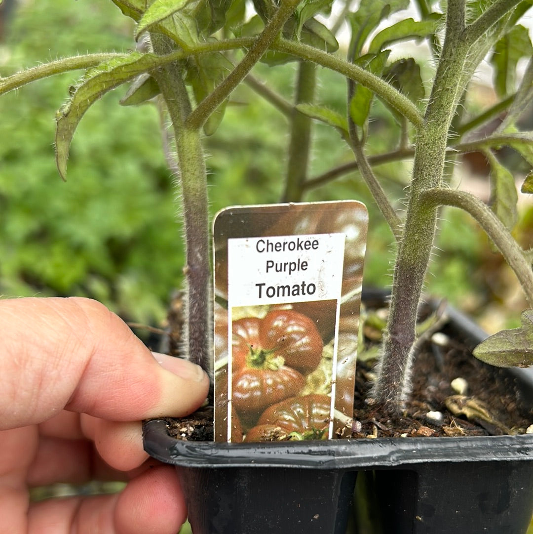 Tomato plant ( Multi Pack)