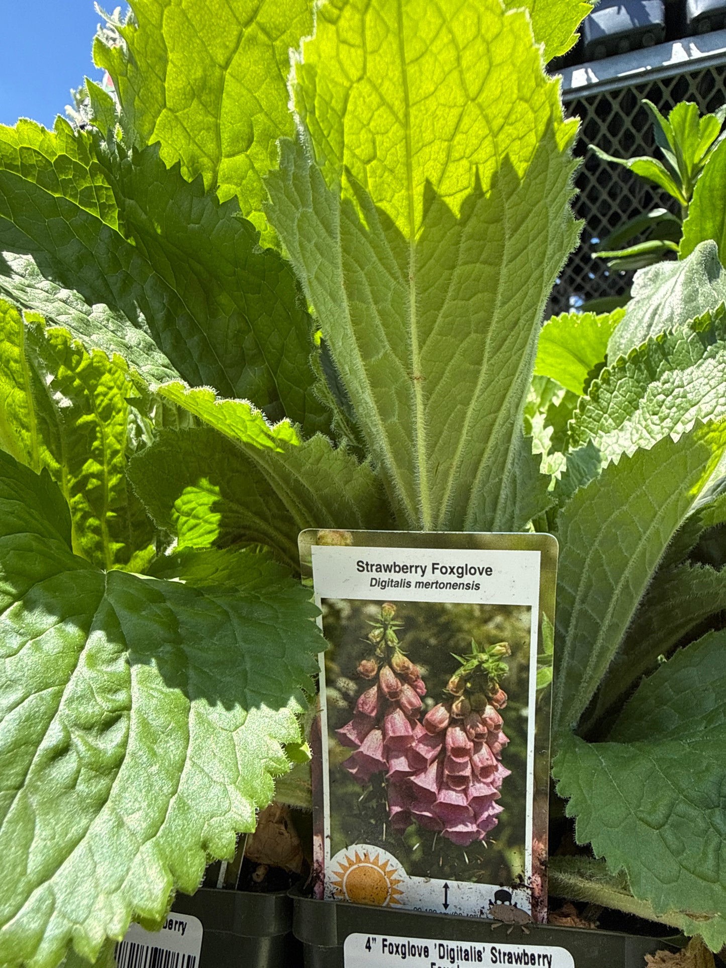 4" Foxglove 'Digitalis'