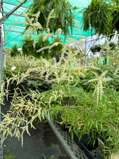 1 Gal Goat's Beard 'Aruncus'