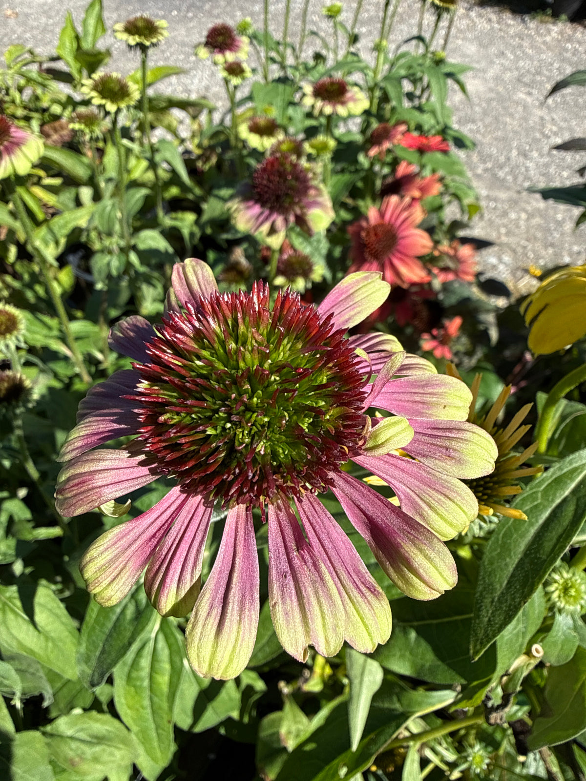 1 gal Echinacea (Coneflower)
