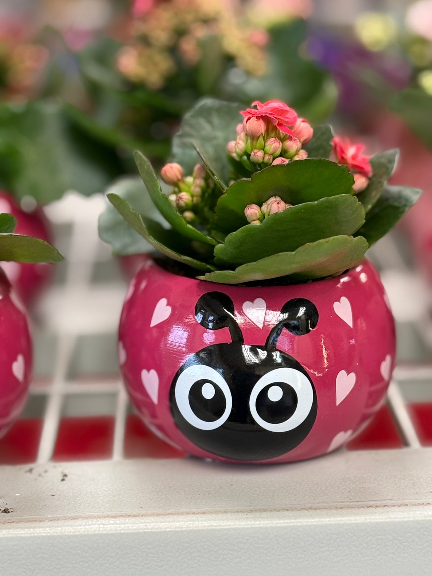 Love Bug (Plant included)