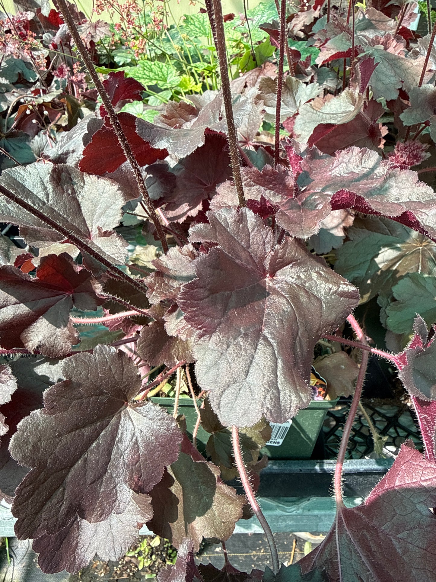 1 Gal Heuchera (Coral Bells)