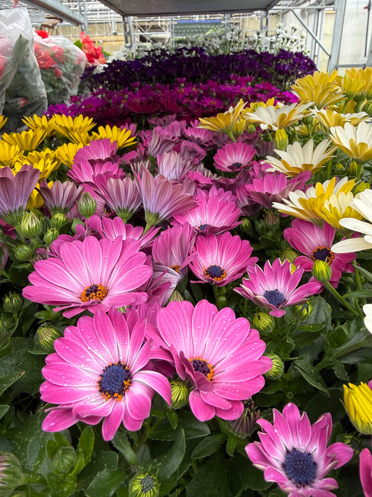 4.5" Cineraria 'Pericallis'