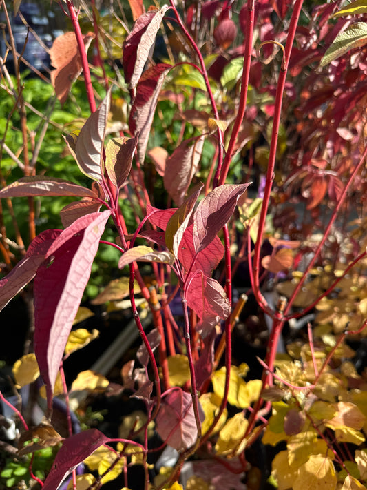 Bloodtwig Dogwood 'Cornus sanguinea'