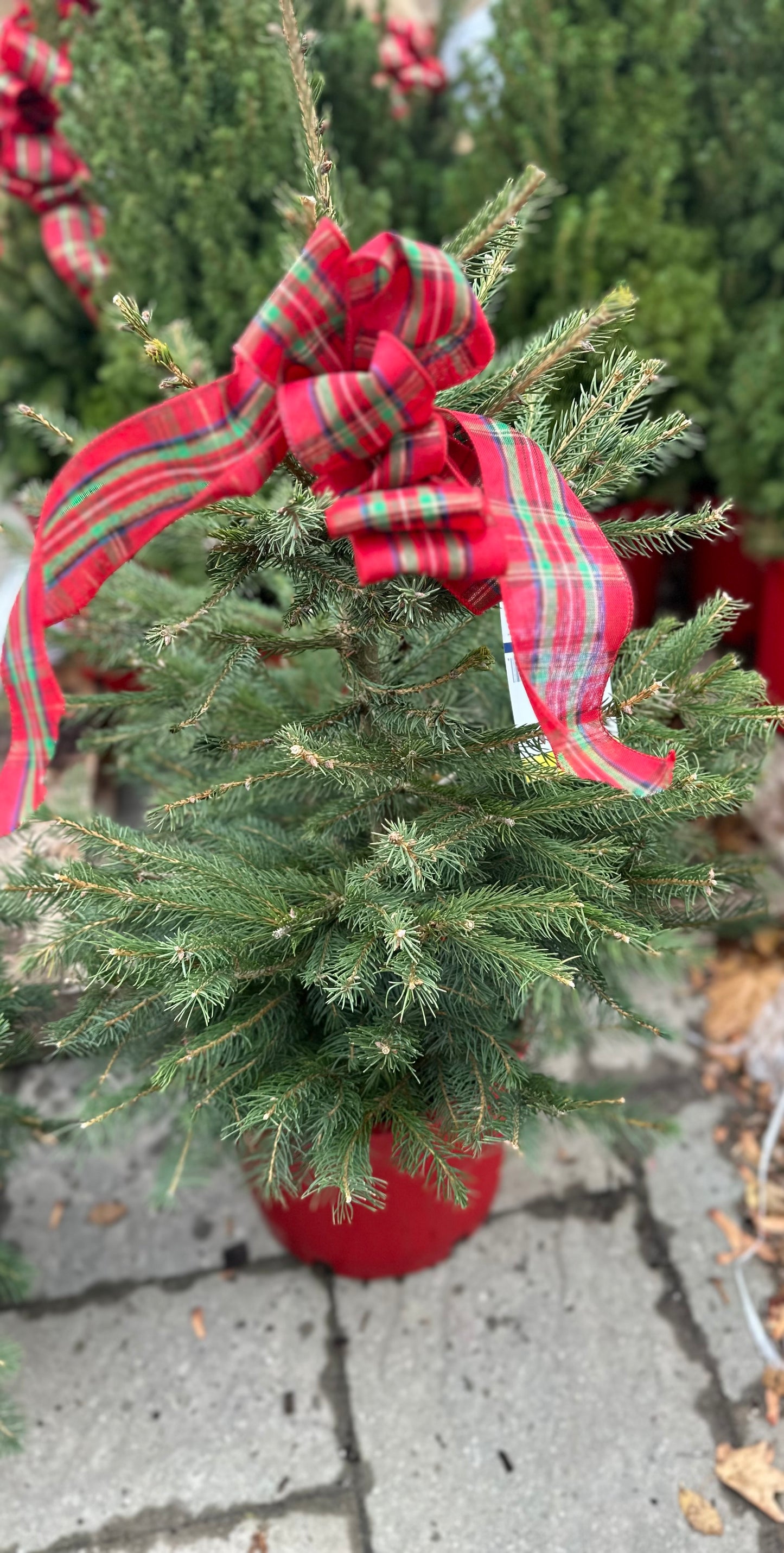 Potted Outdoor Christmas Trees