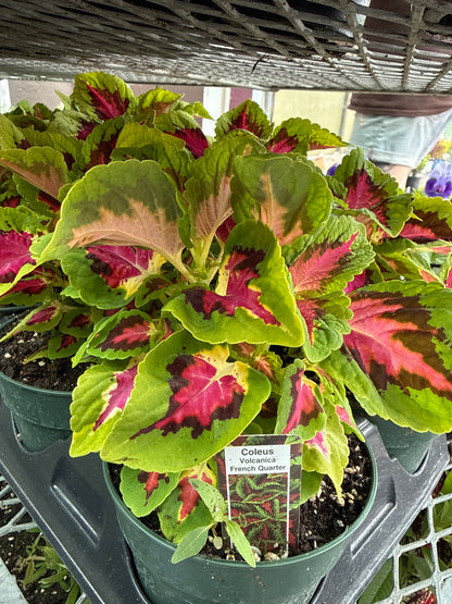 4" Coleus