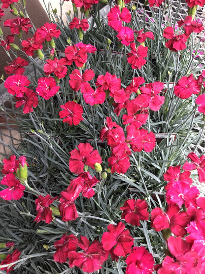 4" Dianthus