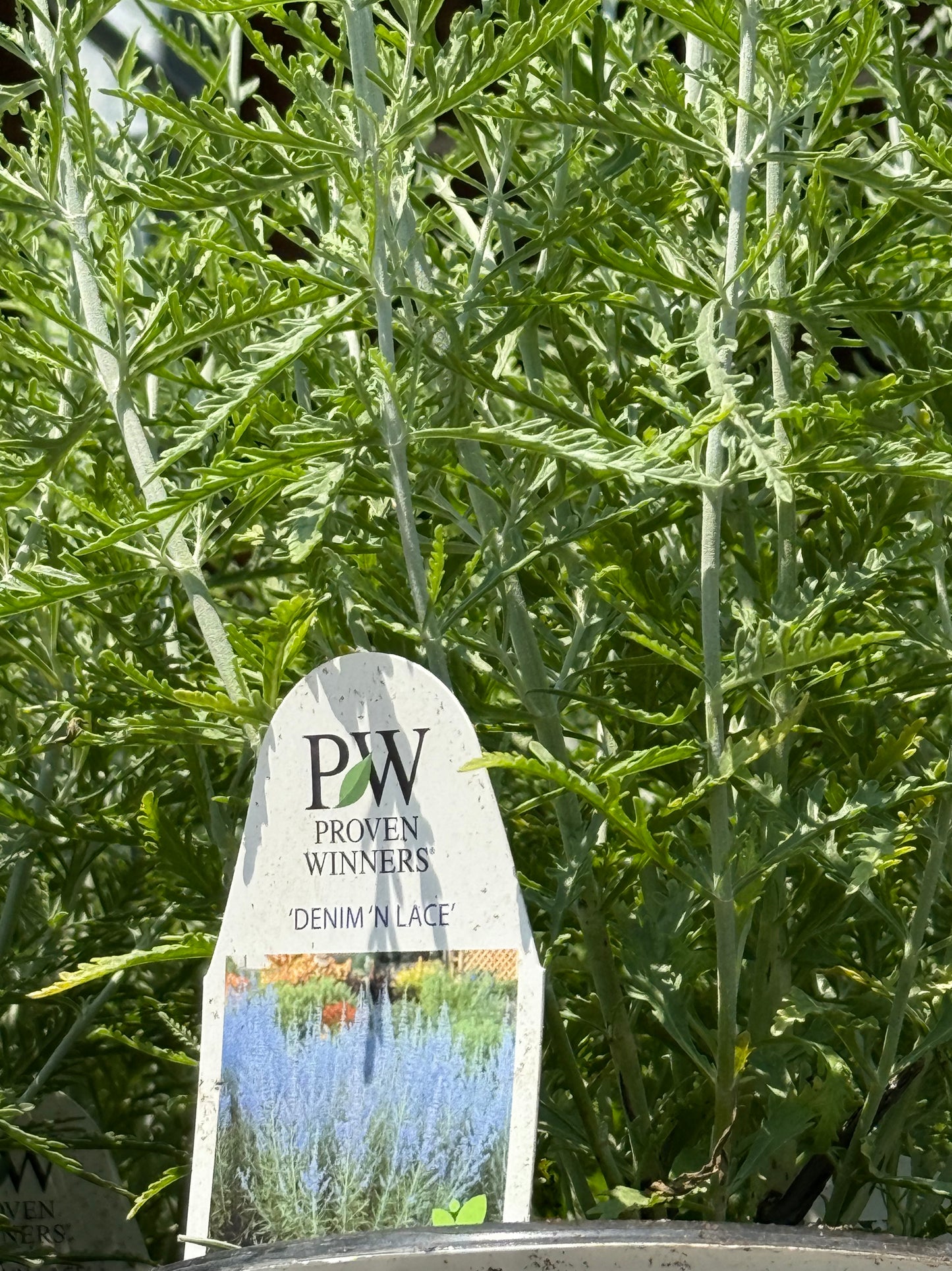 1 Gal Russian Sage (Perovskia)
