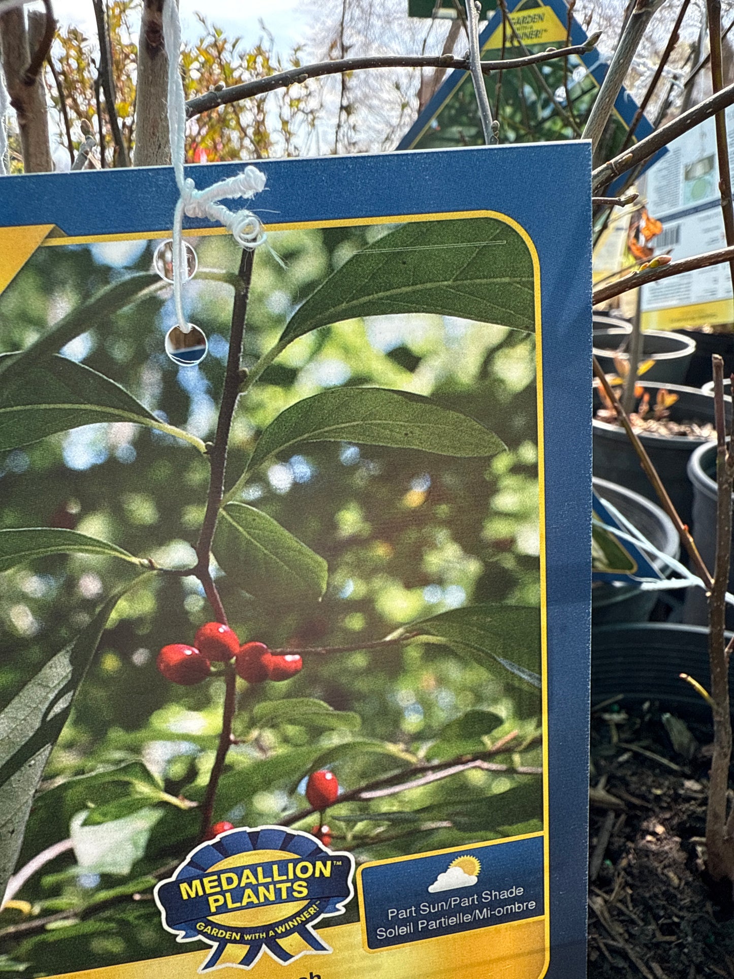Spicebush 'Lindera Benzoin'