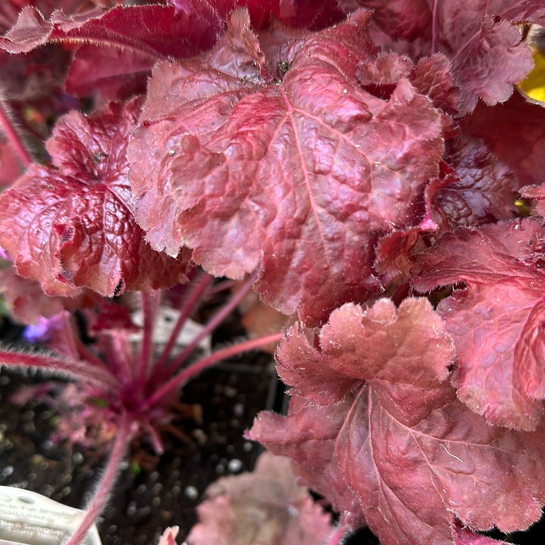 1 Gal Heuchera (Coral Bells)