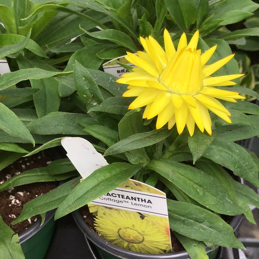 4” Bracteantha 'Strawflower'