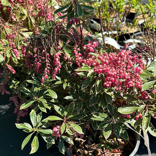 Passion Frost Pieris