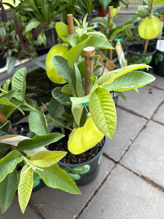 Guava Tree - 7"