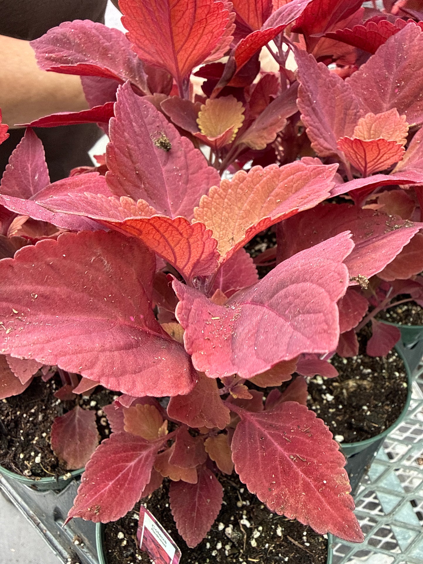 4" Coleus