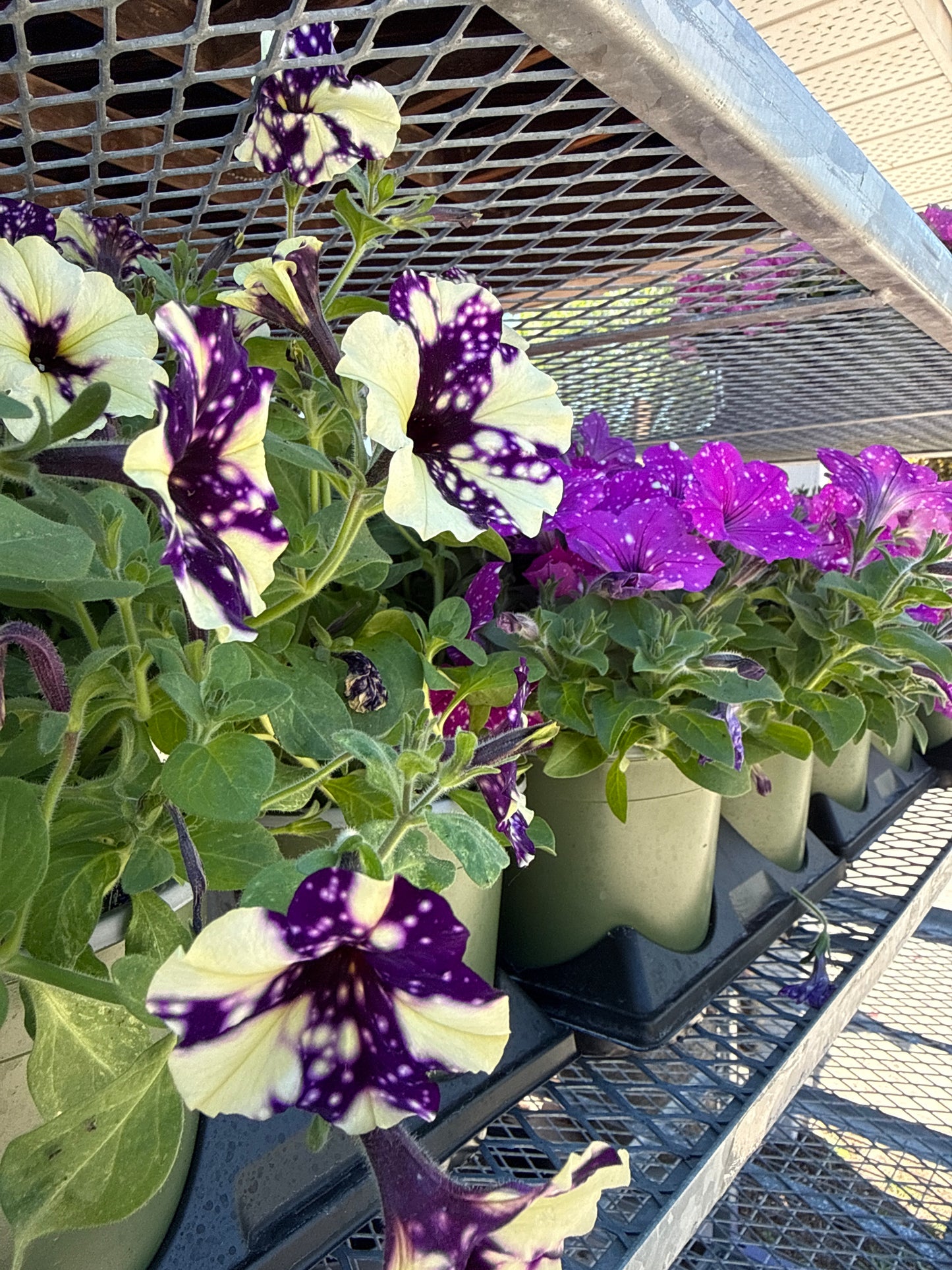 1 Gal Petunia