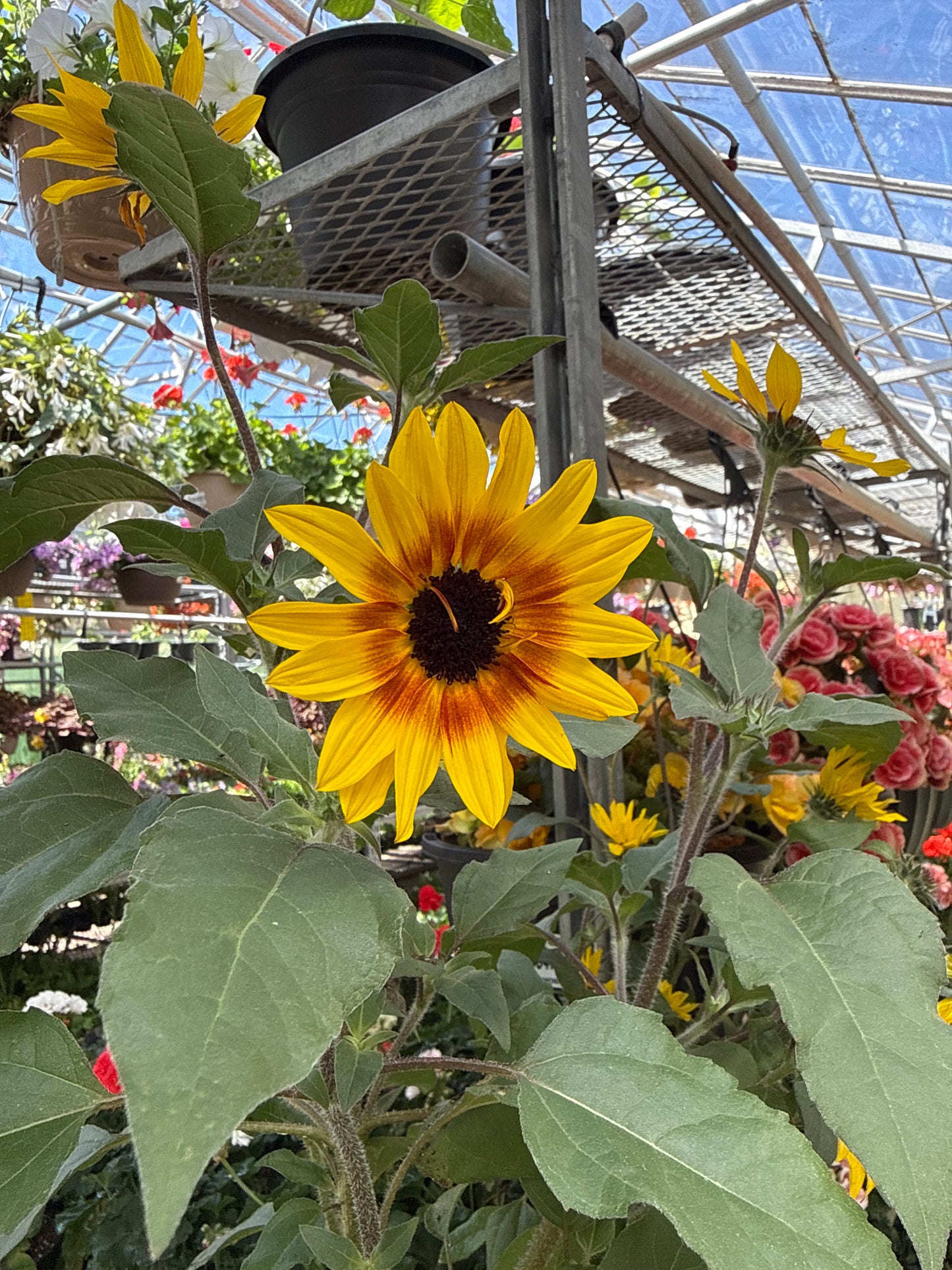 1 Gal Helianthus
