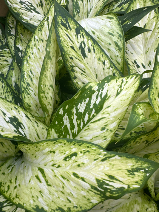 Dieffenbachia 'Starbright'