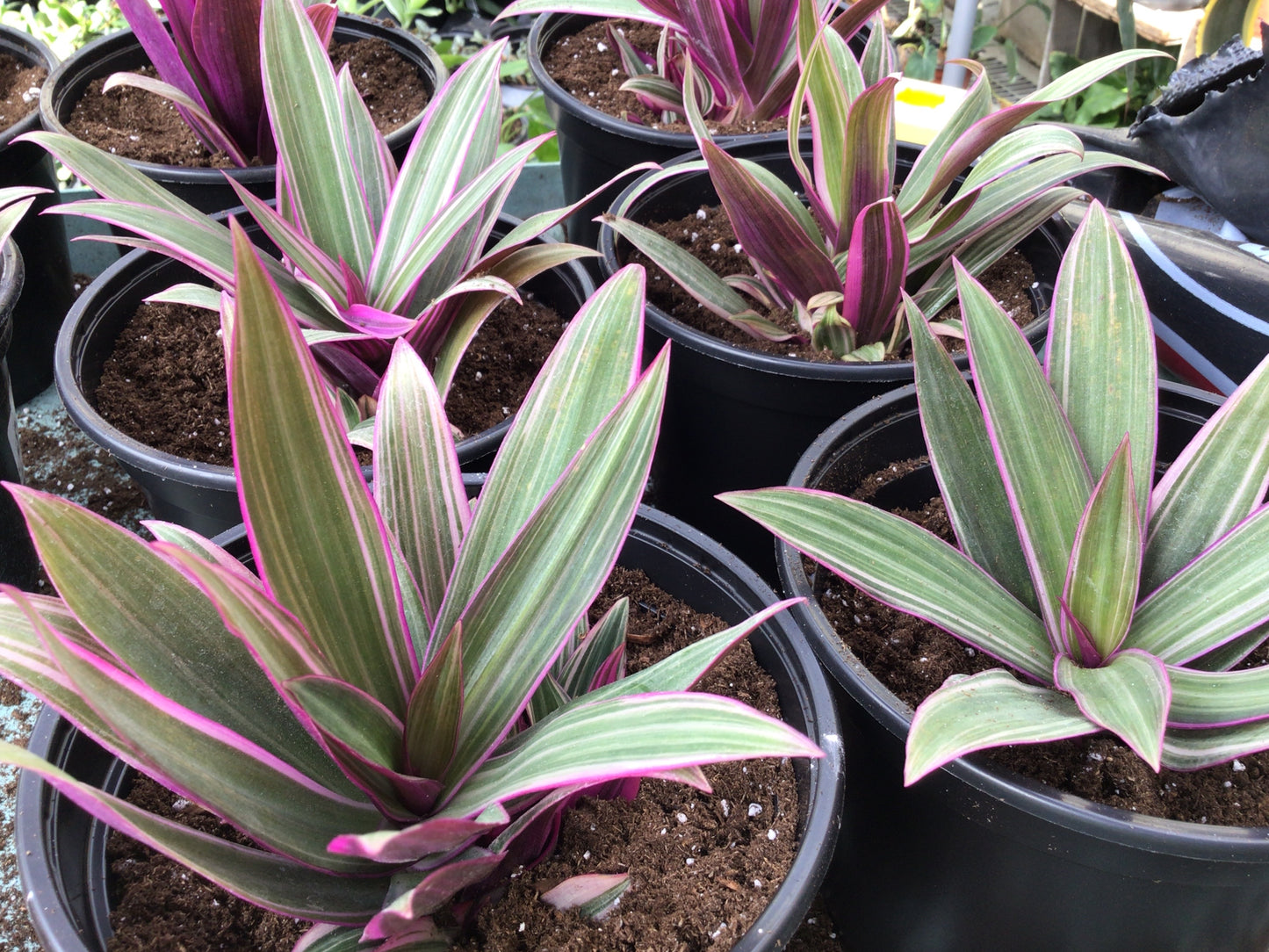 Variegated “Moses in the Cradle”