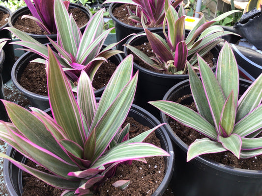 Variegated “Moses in the Cradle”