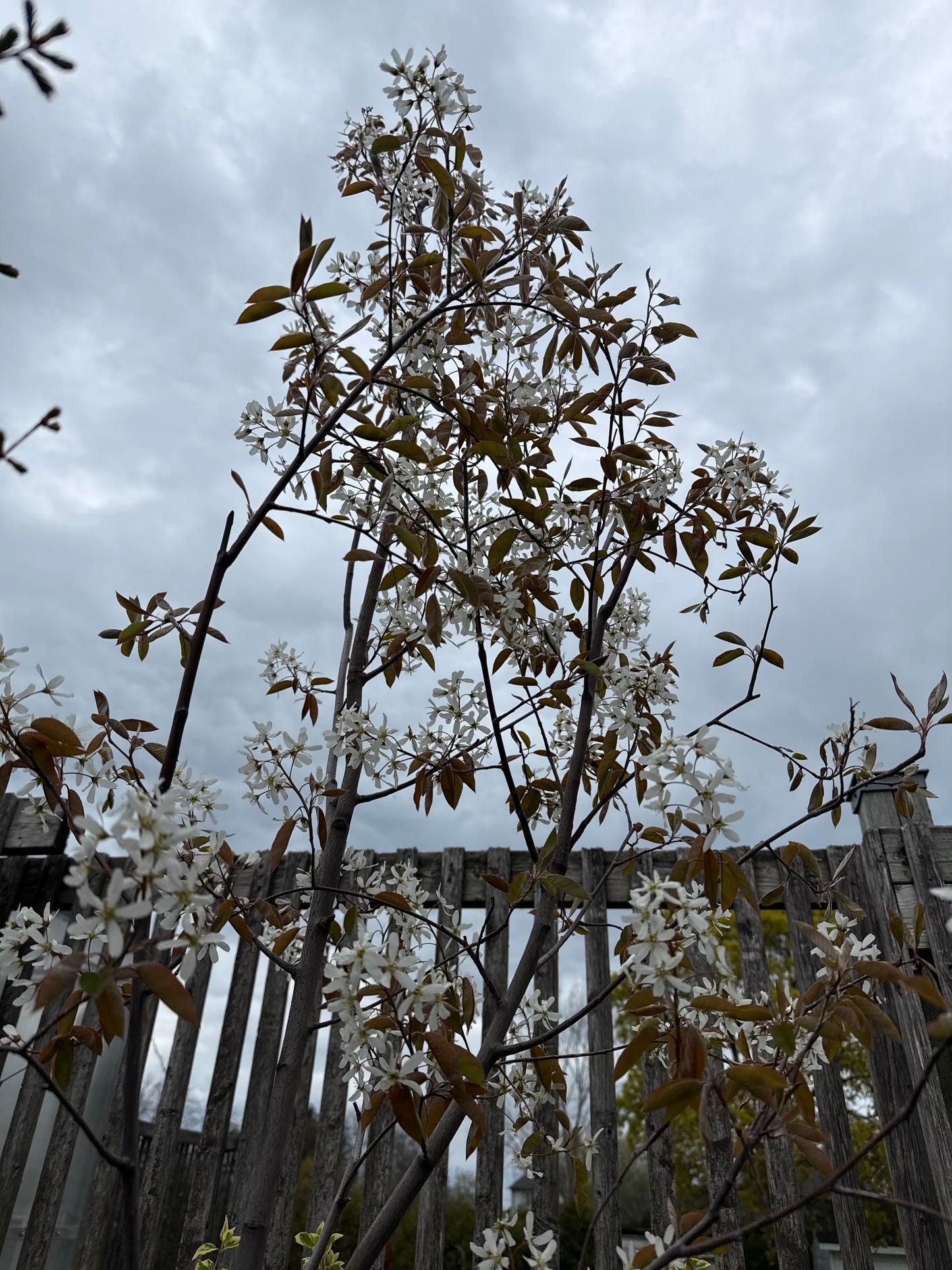 Autumn Brilliance Serviceberry (Single Stem)