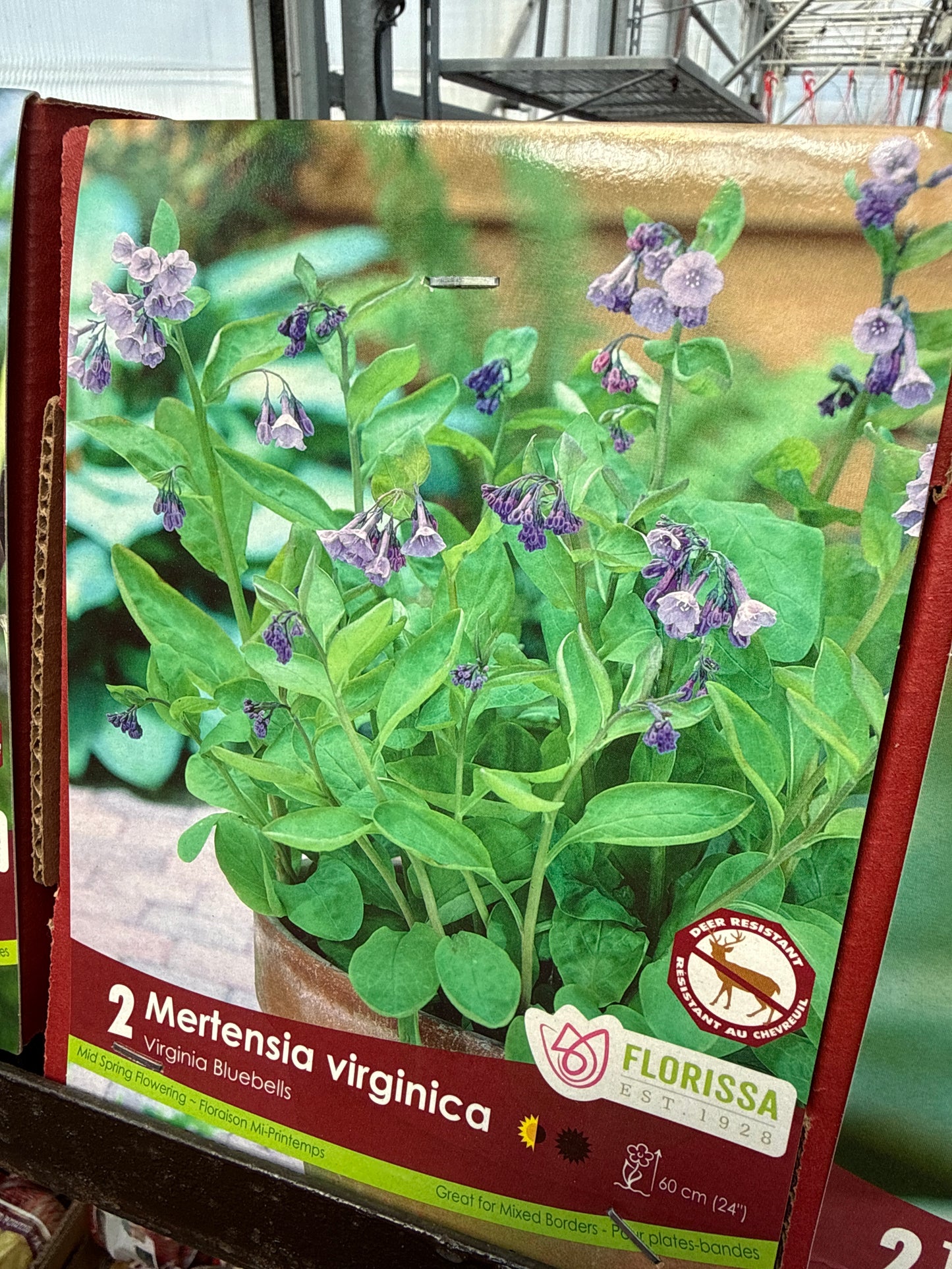 Native Corms and Rhizomes