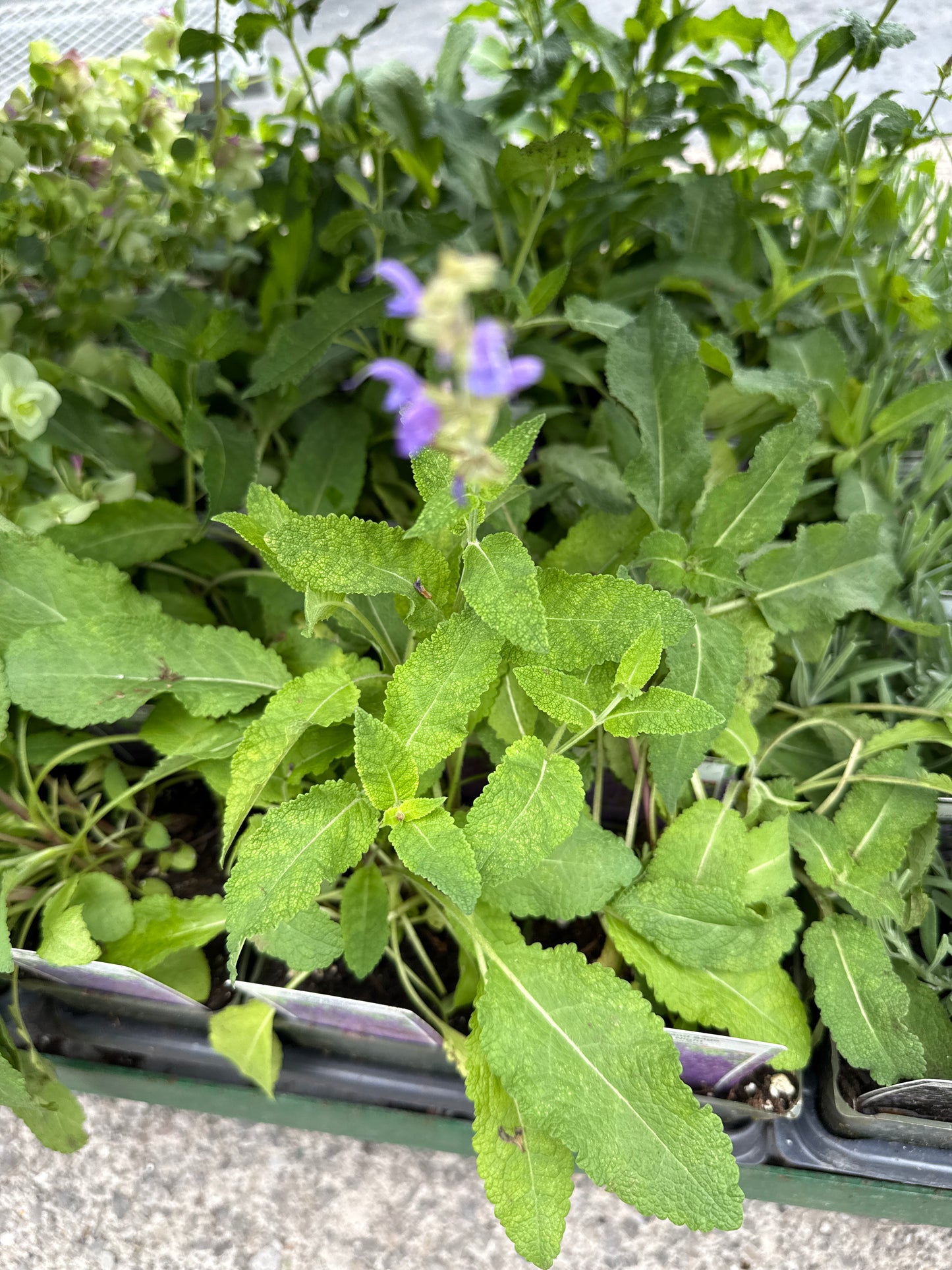4" Perennial Sage 'Salvia'