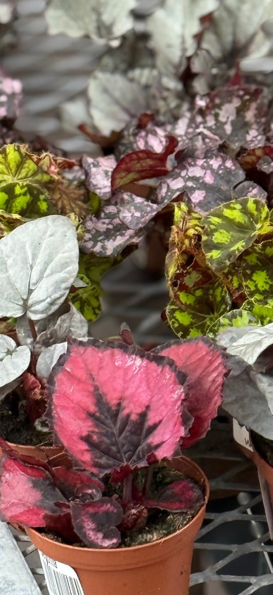 3.5" Rex Begonia