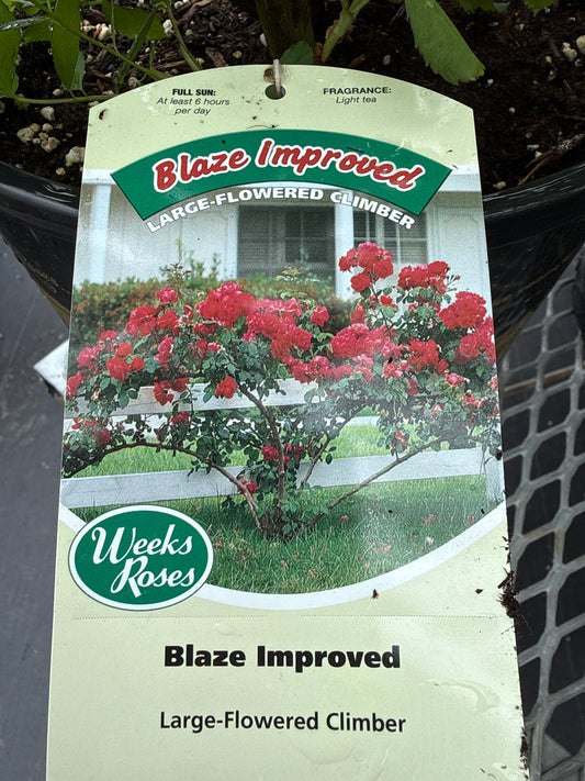Weeks Roses 'Blaze Improvement'. (Climbing Rose)
