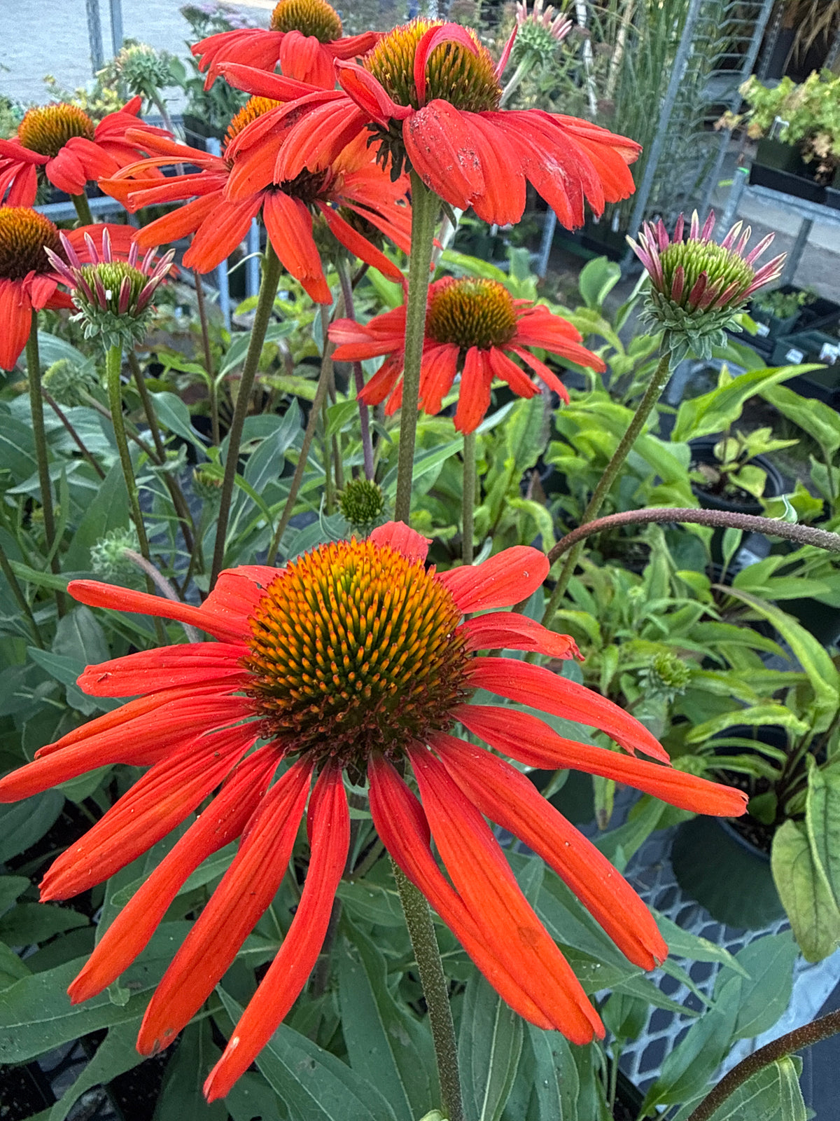 1 gal Echinacea (Coneflower)