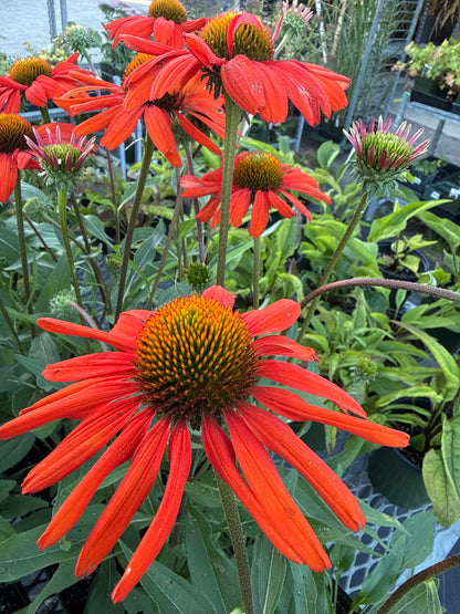 1 gal Echinacea (Coneflower)