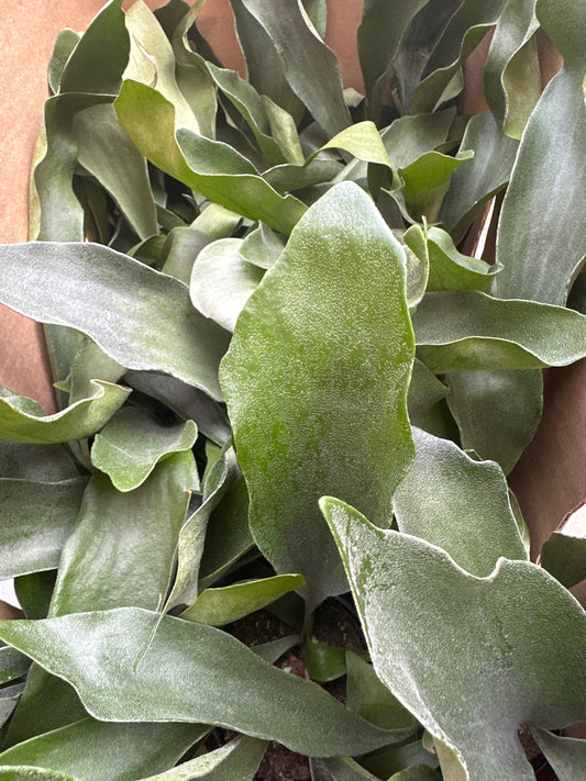 Staghorn Fern