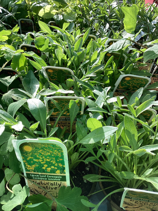 4" Lance-leaved coreopsis 'Coreopsis Lanceolata'